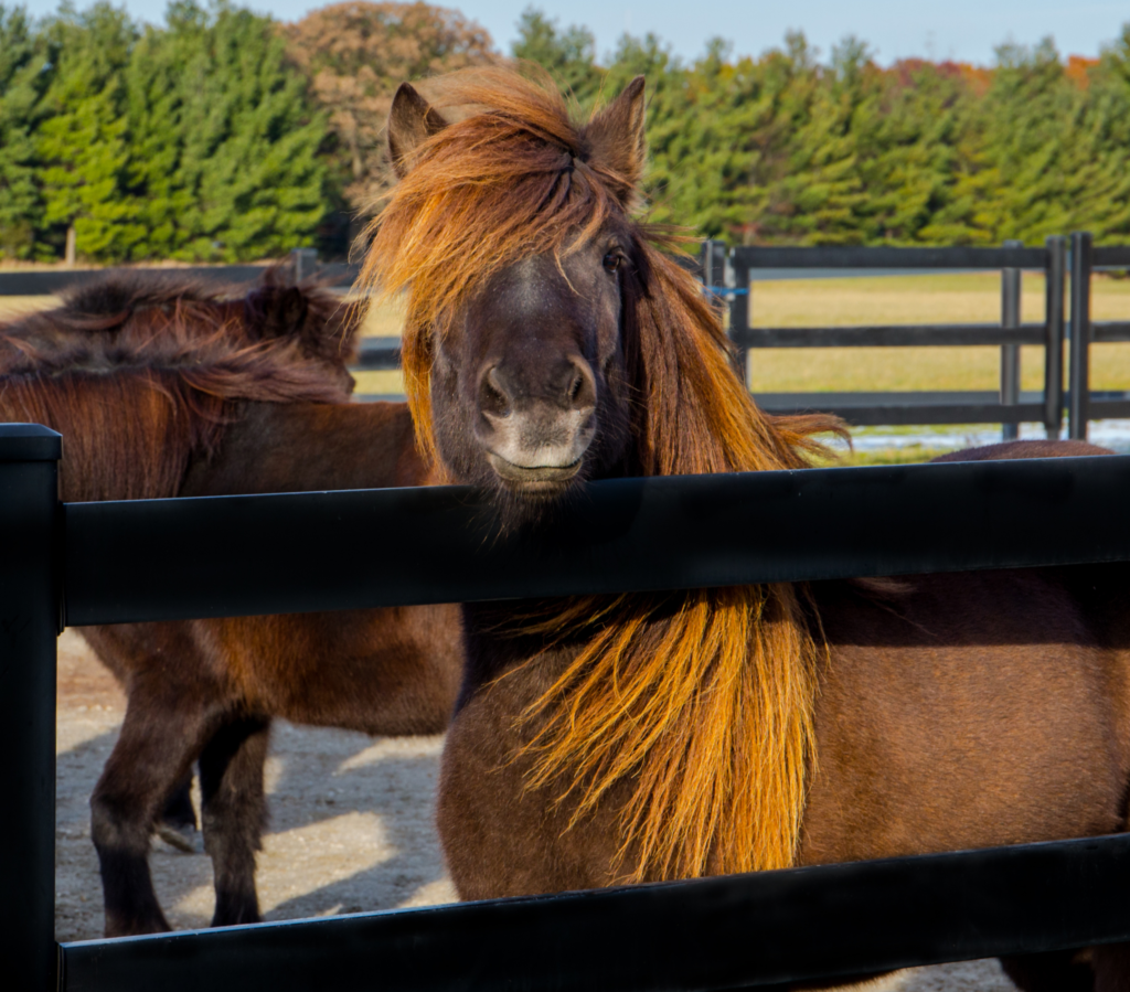 Horse behind Buckley Fence in Nebraska. 